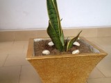 Plants for sale