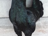 2 cocks for sale