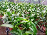 Orchid බඳුන් පැල විකිණීමට