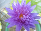 Waterlilies and Lotus