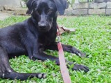 Black labrador puppy for sale