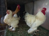 Brahma colombin