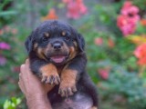 Quality Rottweiler Puppies – CKC Registration