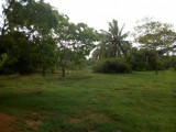 Land for sale immediately in ridiyagama