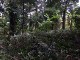 Better Land For Living