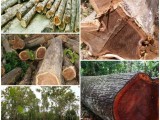 දැව කඳන් අවශ්‍යයි