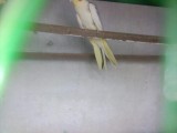 The cockatiel Birds