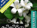 ඇට්ටේරියා මල් පැල විකිණීමට ඇත.
