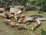 අඹ කොට/දර නොමිලේ ලබා දේ firewood, logs