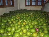 අලිපේර avacado வெண்ணெய்