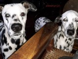 Dalmation puppys for sale