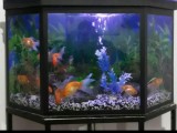 FISH TANK with COMPLETE SET