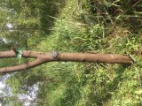 Sandalwood Plantation For Sale