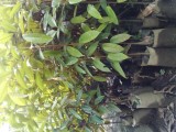 දූරියන් පැළ