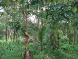 House And Land