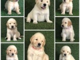 Golden Retriever Puppies