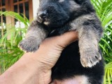 german shepherd long coat puppies