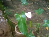 Rare fragrant anthurium plant
