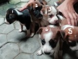 Puppies for Free