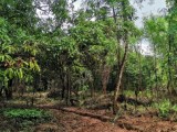 සීගිරියෙන් හොදම ඉඩමක් Land For Sale In Sigiriya