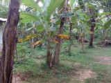 කුලියාපිටිය, හෙට්ටිපොළ, නිකවැරටිය හා කොබෙයිගනේ නගර වලට ආසන්නව ඉඩම පිහිටා ඇත.