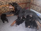 KCK registered Rottweiler puppies