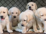 LABRADOR GOLDEN BROWN