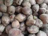 පොල් (Coconuts)