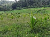 42 Purches Land for Sale - Land in Millaniya off  Bandaragama Kaluthara Road