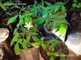 Binkohomba Plant For Sale