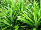 Pandan live plant ( Rampe Plant ) Outdoor plant