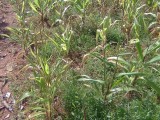 Land for sale in Anuradhapura