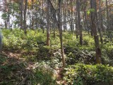 Fully Grown land  with bunglow