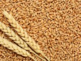 wheat (wee)