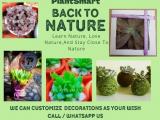 Cactus & succulent decorated plants