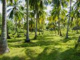 Land For Sale in Medirigiriya