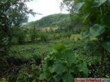 Two separate plots of Agricultural lands for Cinnamon or Tea cultivation
