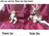 Pups free to kind homes