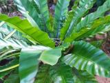 Bird's Nest Fern