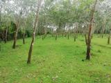 Rubber land for sale