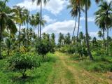 25 Acers Coconut Estate