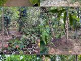 Land for sale in Maha Gonaduwa, Moronthuduwa
