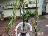 Dragon Fruit Plants : White Flesh