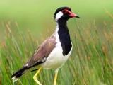Muthurajawela Bird Watching Boat Safari
