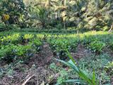KEGALLA ,KITHULGALA LAND FOR SALE