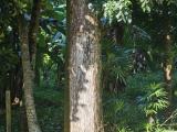 Mahogani, Teak, Nedun Trees for sale