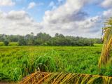 80 perches agricultural land for rent in Mattegoda