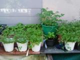Herbal Plants