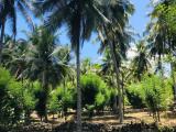 A 25-Acre Land is for sale in Godakawela of the Ratnapura District.
