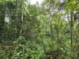 Scenic 65 Perches Land for Sale at Kalatuwawa, Thummodara.